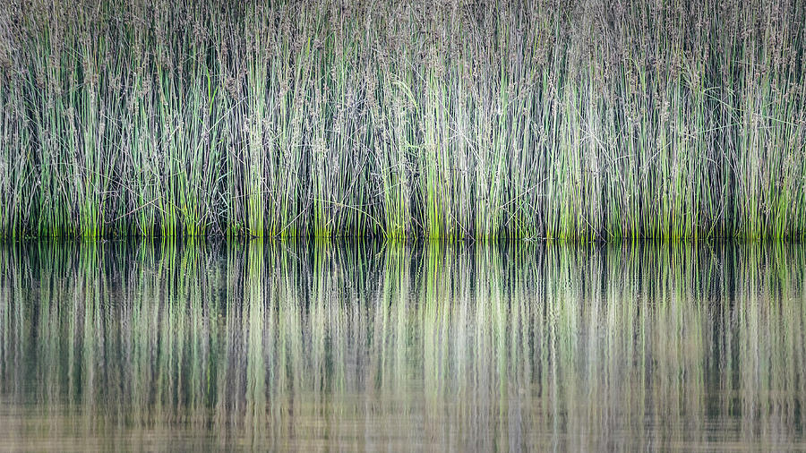 Reeds Reflection Photograph by Gary Geddes