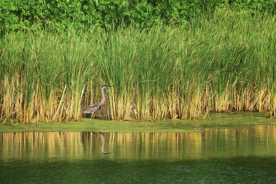 Reeds, Reflections, and Heron Photograph by Nikolyn McDonald