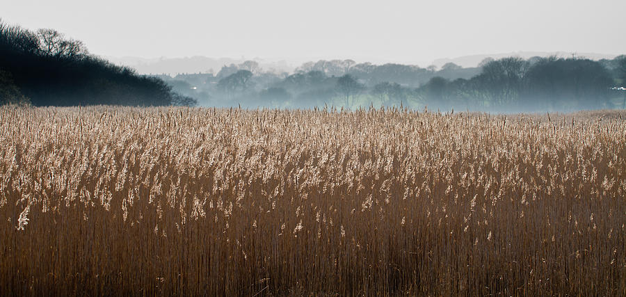Reeds Photograph by s0ulsurfing - Jason Swain