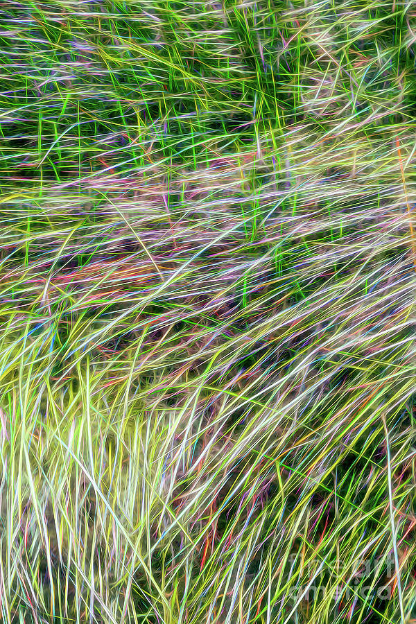 Reeds Photograph by Stefan H Unger