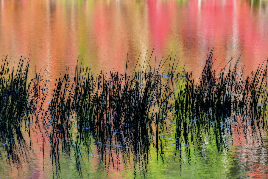 Reeds sticking out of the colorful water  Photograph by Dan Friend