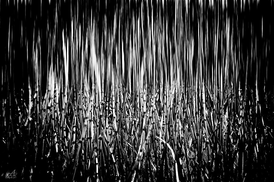 Reeds Photograph by Thomas Ashcraft