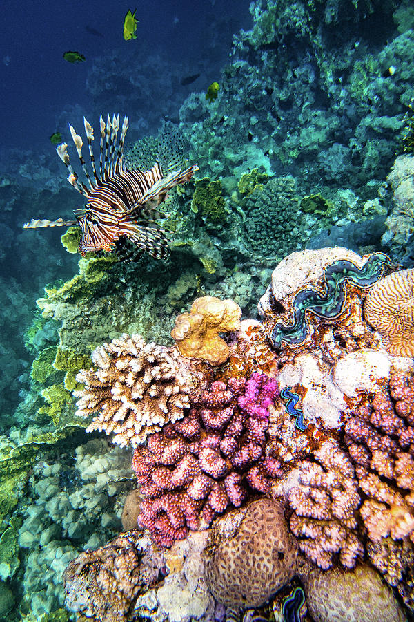 Reef Photograph by Francesco Riccardo Iacomino