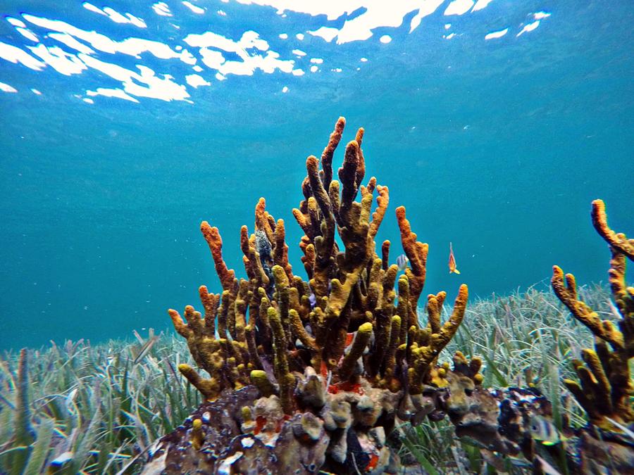 Reef love Photograph by Ilya Evans