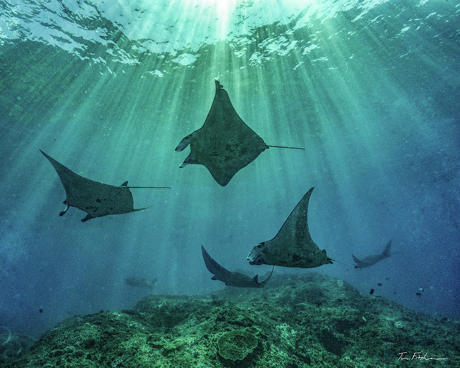 Reef manta rays, Penida Island, Indonesia Photograph by Tim Fitzharris ...