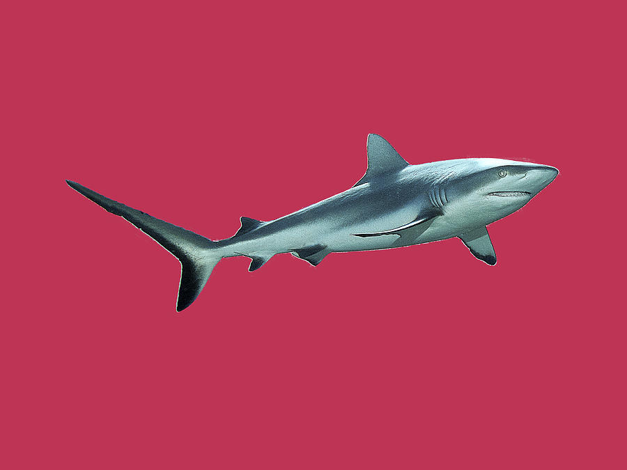 Reef shark - Close and intense - Design on Viva Magenta Background -  Mixed Media by Ute Niemann