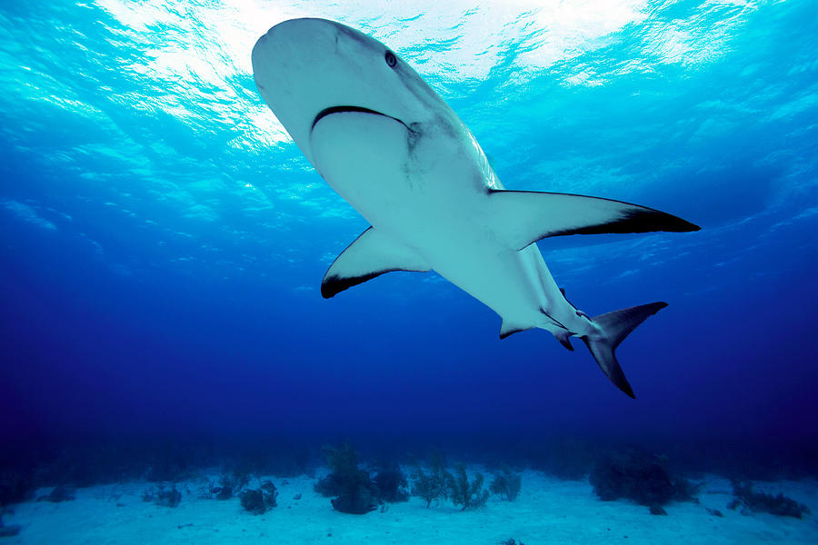 Reef Shark, New Providence, Bahamas Photograph by James R.D. Scott