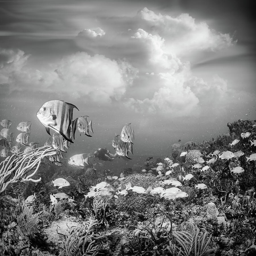 Reef Under the Sea and Sky Black and White Photograph by Debra and Dave Vanderlaan