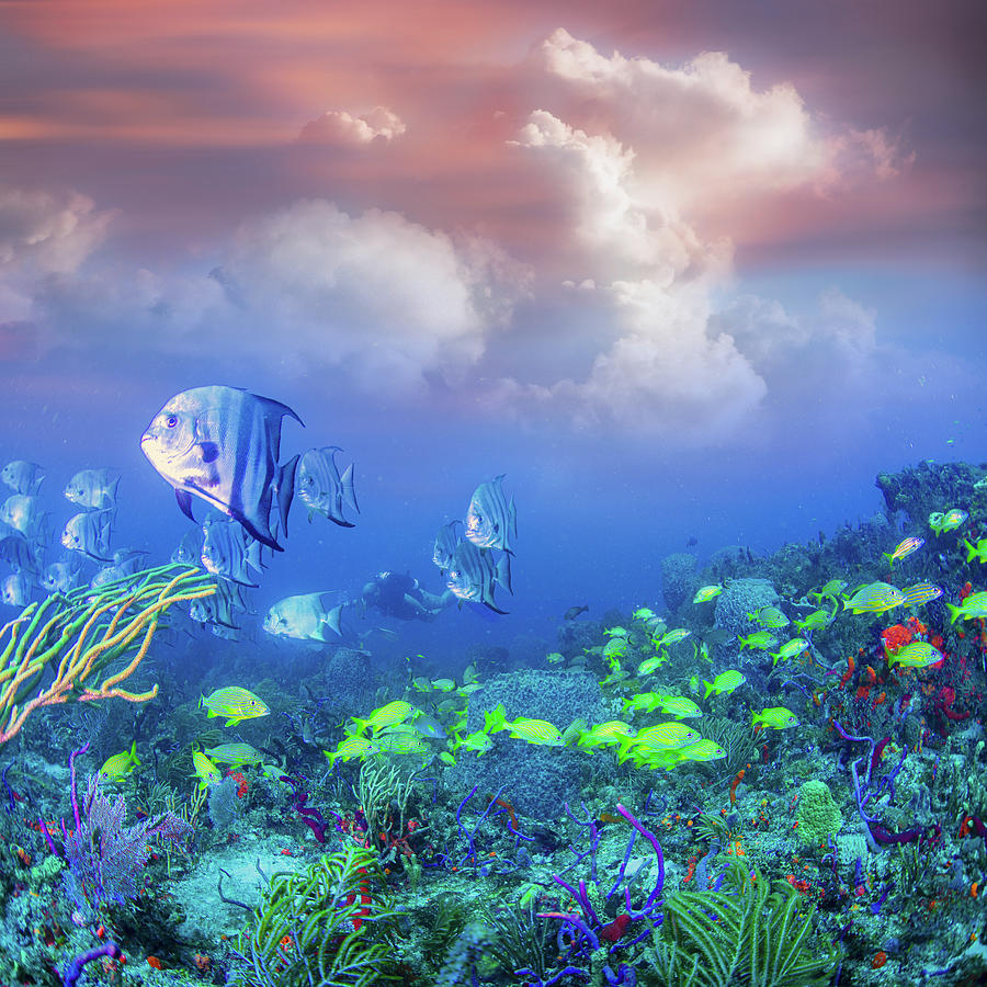 Reef Under the Sea and Sky Photograph by Debra and Dave Vanderlaan