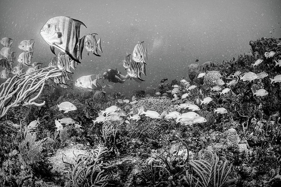 Reef Under the Sea Black and White Photograph by Debra and Dave Vanderlaan