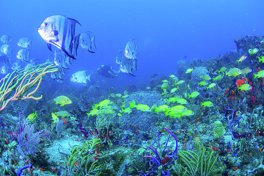Reef Under the Sea Photograph by Debra and Dave Vanderlaan