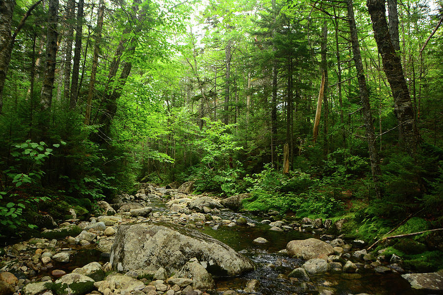 Reel Brook from The NH AT Photograph by Raymond Salani III