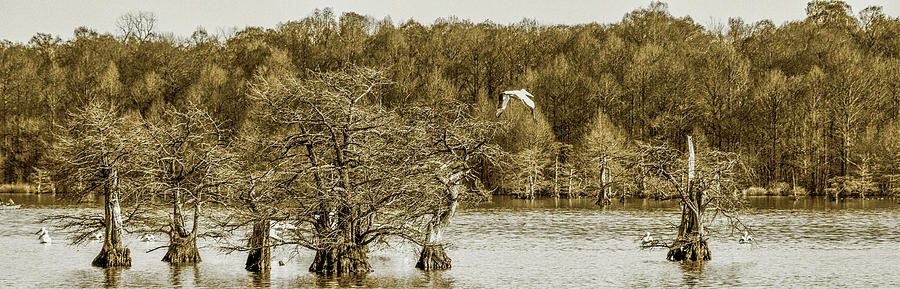 Reelfoot Lake Cypress and Pelicans 001 Photograph by James C Richardson