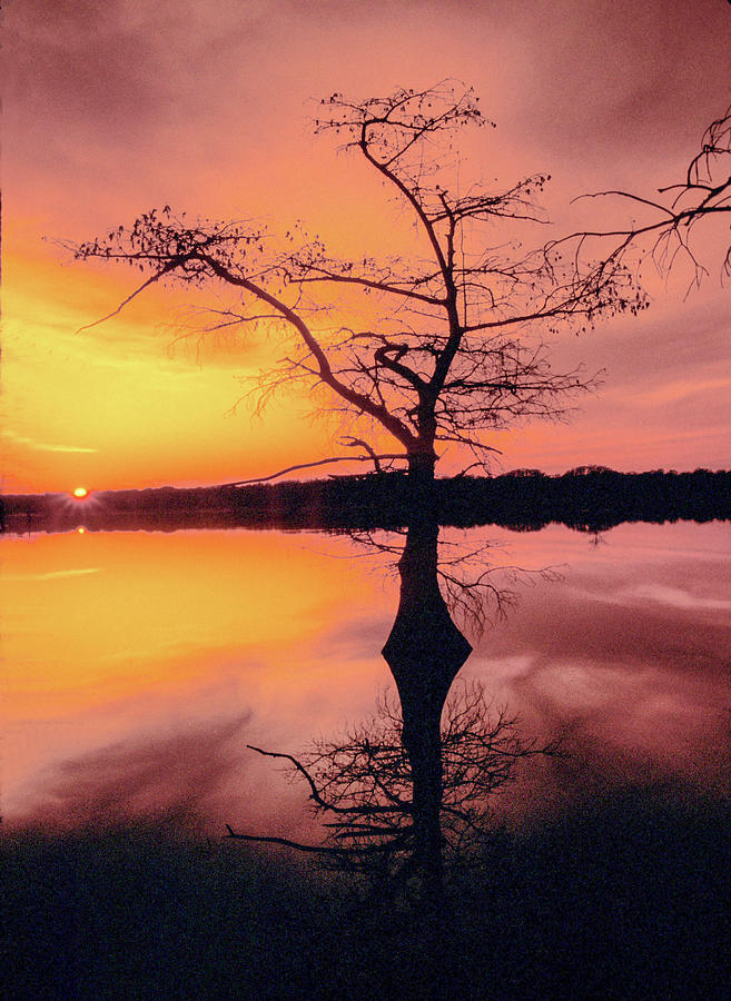 Reelfoot Lake Cypress Tree at Sunset Photograph by James C Richardson