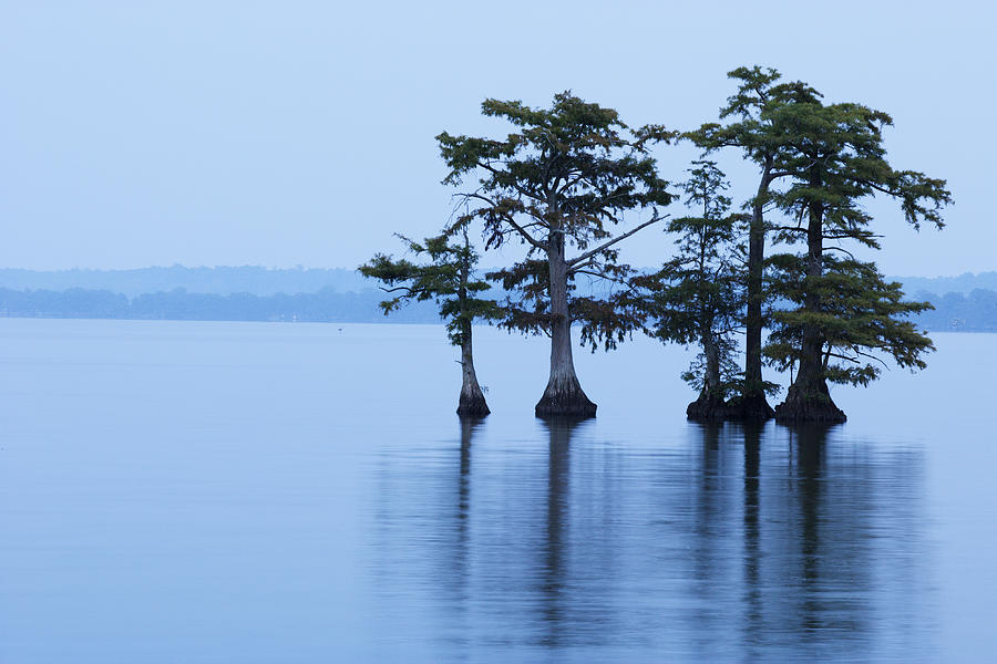 Reelfoot Lake with Trees in Water Photograph by Ericfoltz