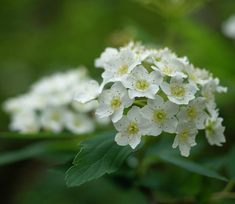 Reeves Spirea by Steve Sisk