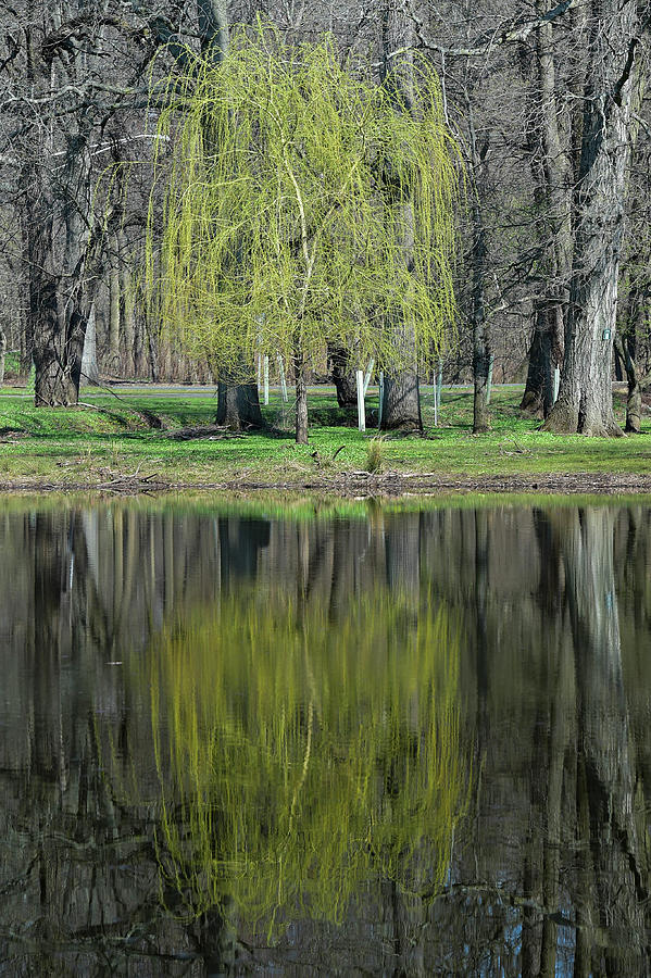 Refection of a Willow Tree Photograph by Alan Goldberg