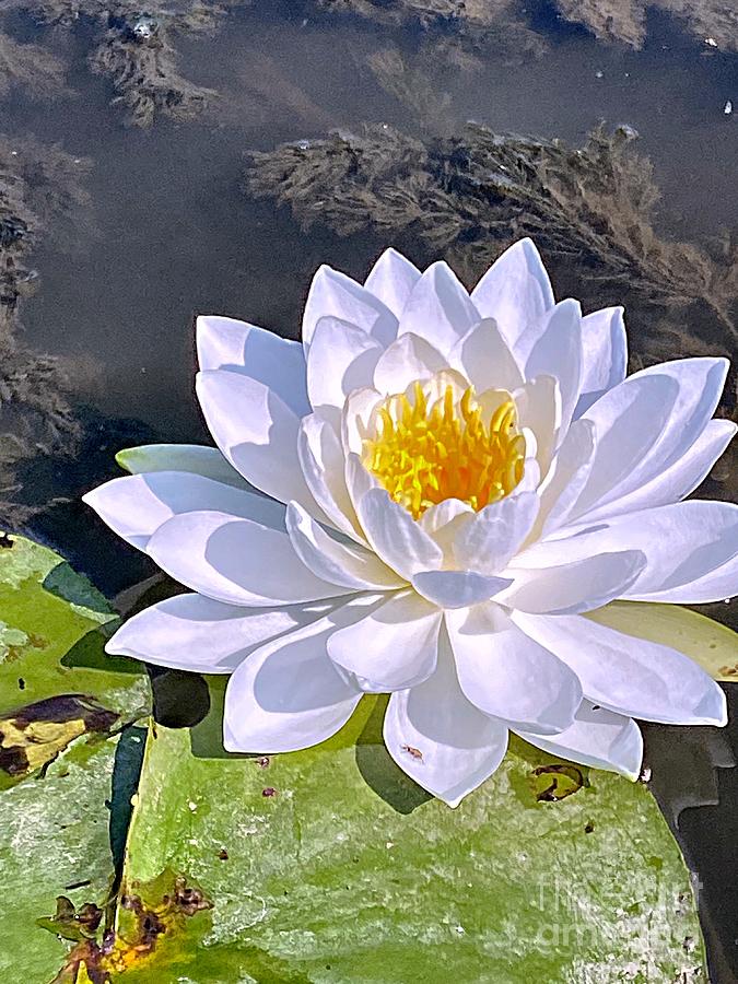 White Water Lily Photograph by Charlene Adler