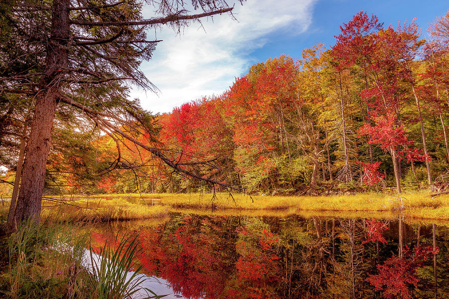 Reflected Autumn Photograph by David Patterson