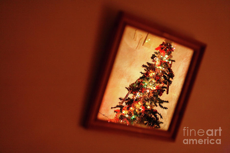 Reflected Christmas Tree Photograph