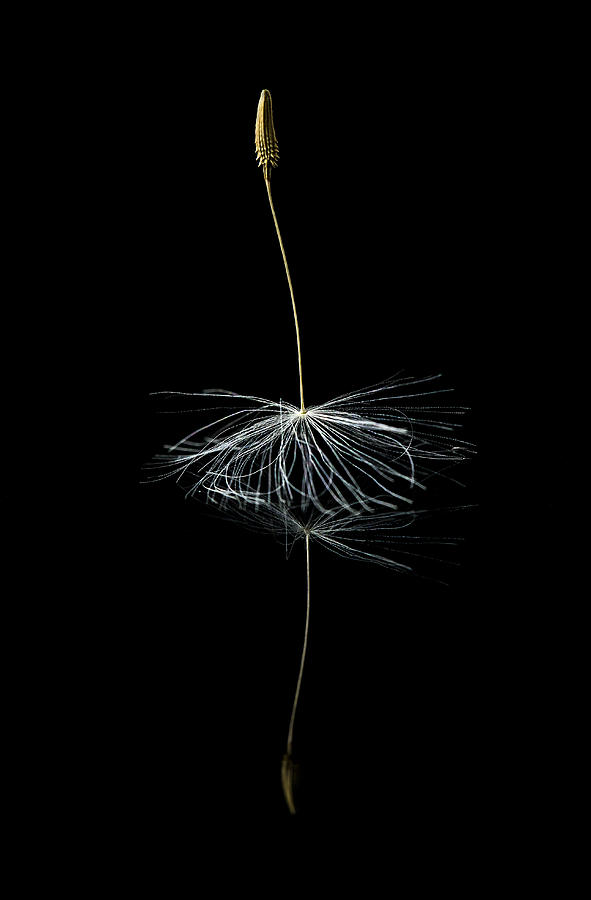 Reflected Dandelion Seed Photograph by Dave Greenwood