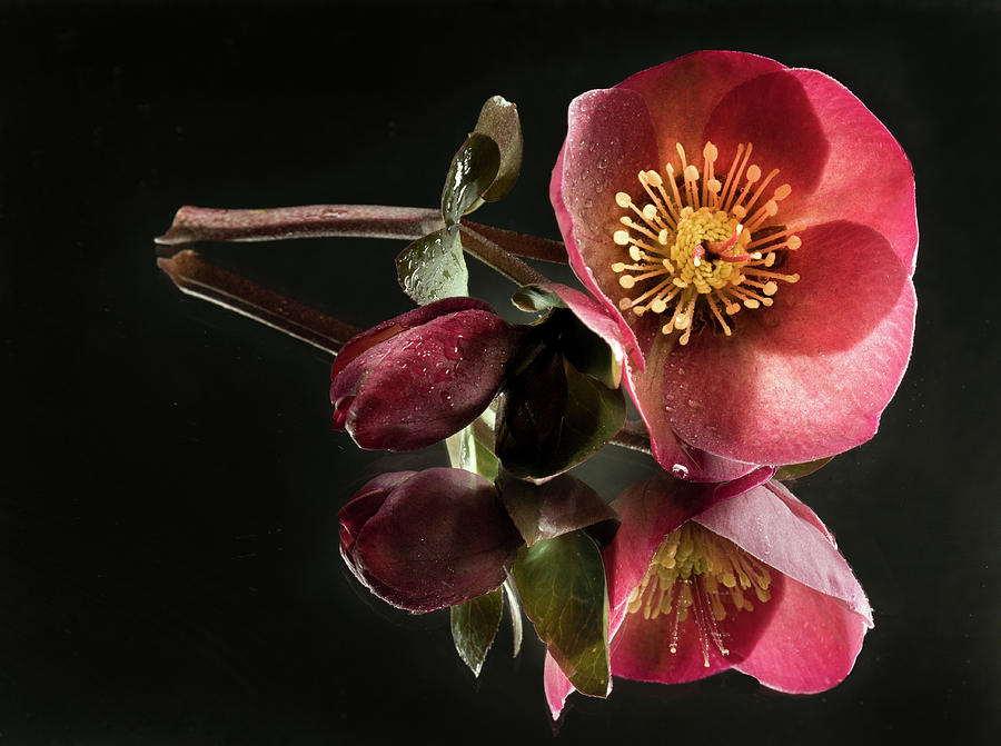 Nature Photograph - Reflected Hellebore by Jean Noren