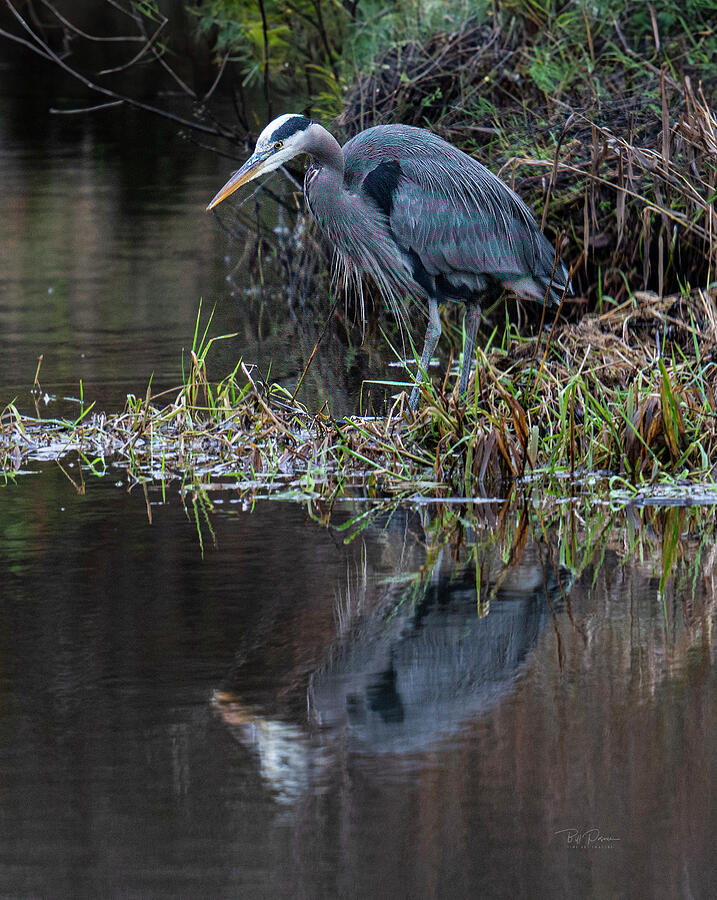 Reflected Heron Photograph by Bill Posner