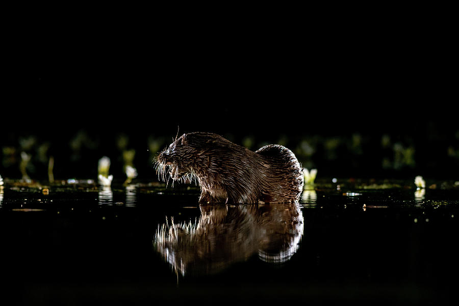 Reflected Otter Photograph by Mark Hunter