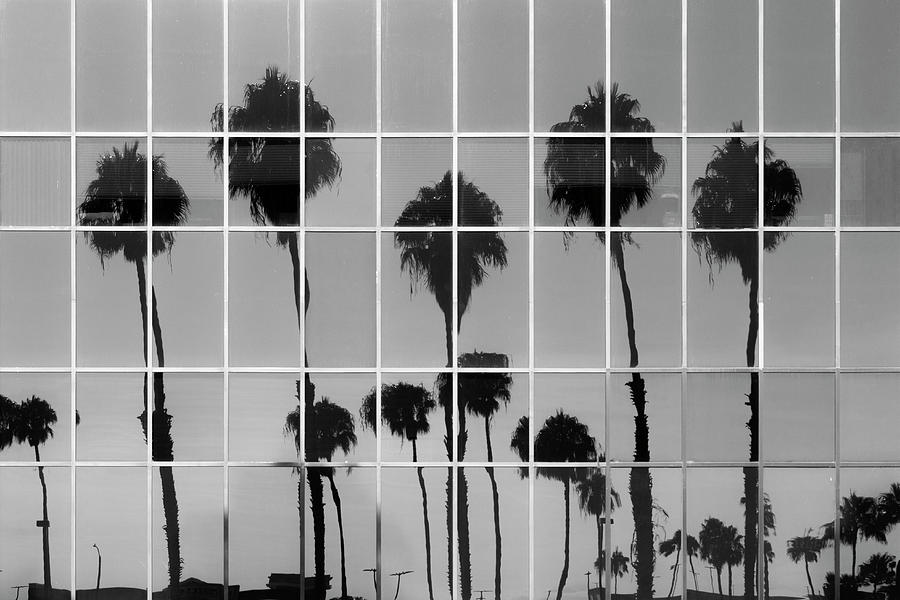 Reflected Palm Trees Photograph by Stuart Allen