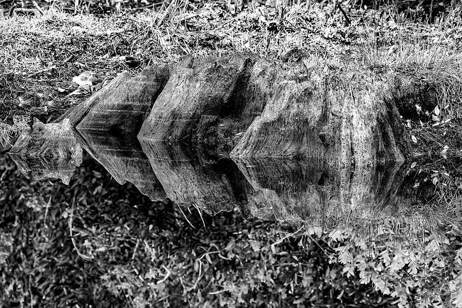 Reflected Roots Photograph by Fon Denton