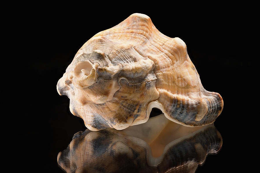 Reflected Shell Photograph by Steven Nelson