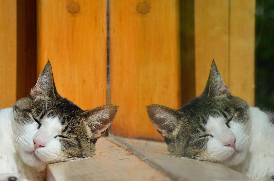 Reflected sleeping cat Photograph by Marcos Radicella