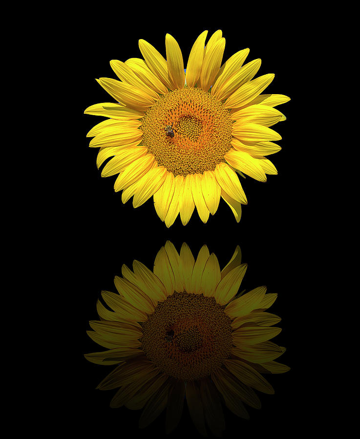 Reflected Sunflower Photograph by Bill Barber