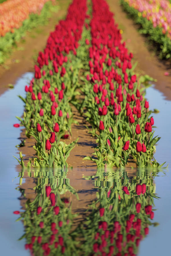 Reflected Tulips Photograph by Susan Candelario