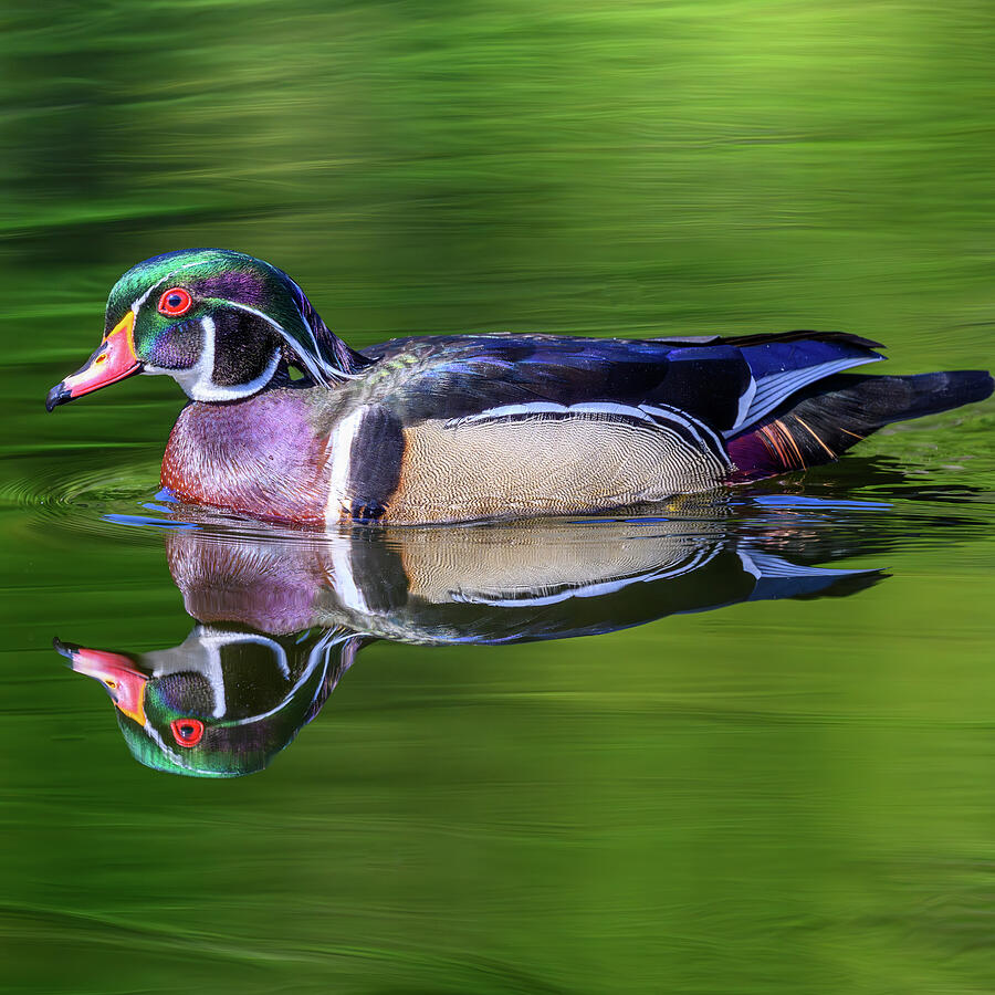 Reflectiive Photograph by Jerry Cahill Reflectiive Photograph by Jerry Cahill