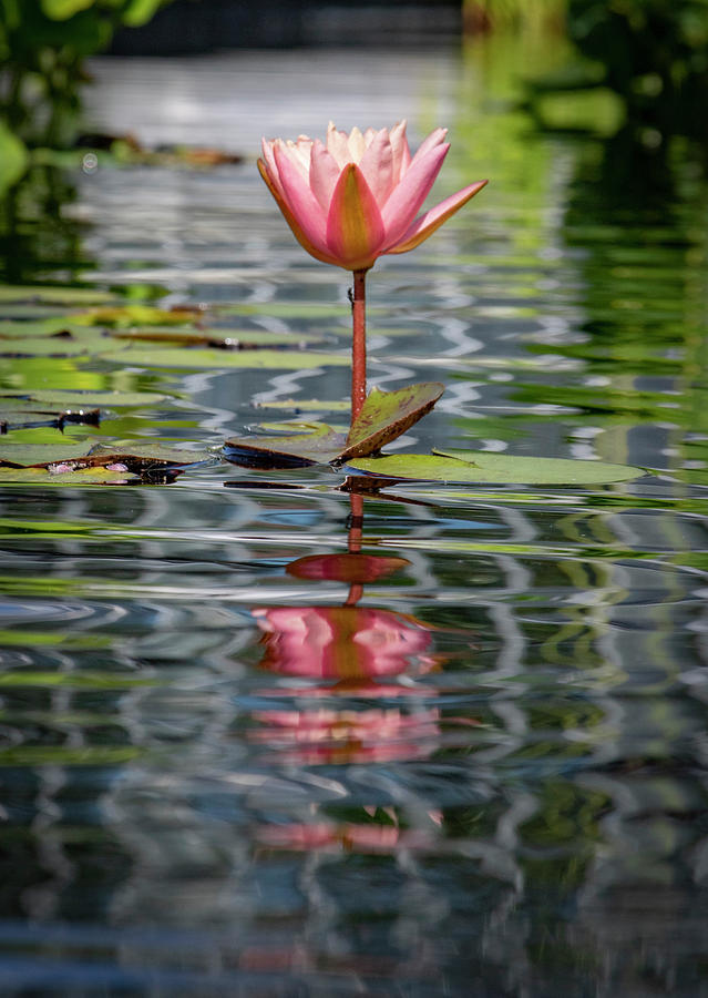 Lily Photograph - Reflecting Beauty by Jean Haynes