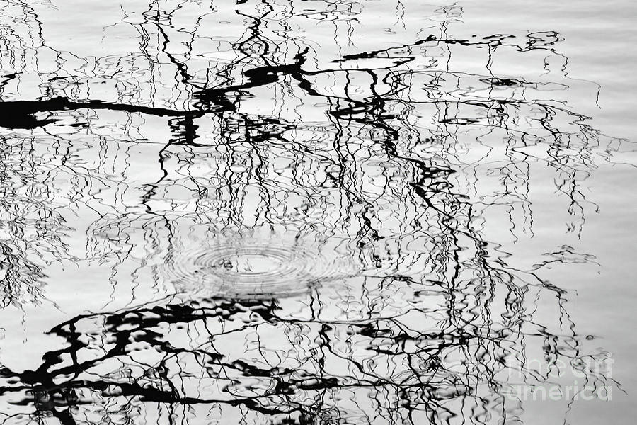 Reflecting Branches Photograph by Robert Anastasi