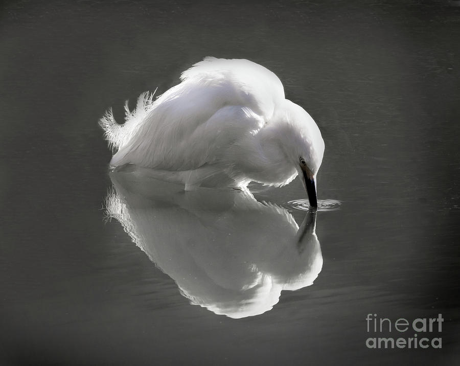 Reflecting Egret Photograph by Neala McCarten