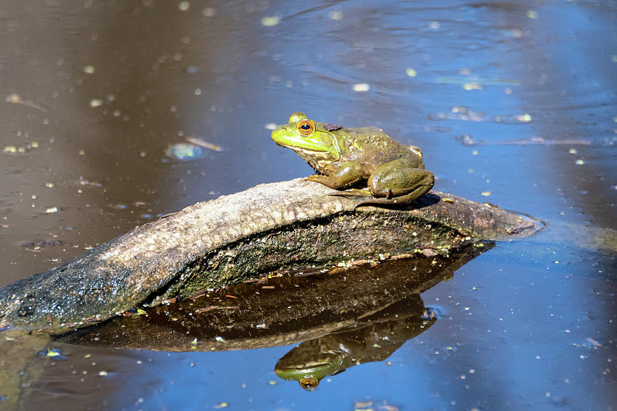 Reflecting Green Frog On A Log Photograph