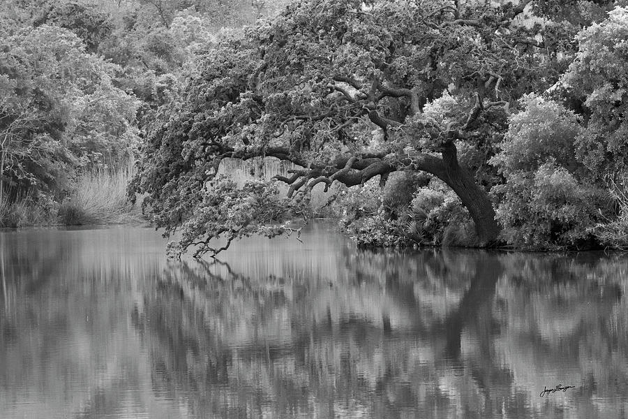 Reflecting Live Oak Photograph by Jurgen Lorenzen