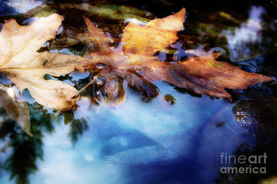 Reflecting On Change- Our Seasons Photograph by Janie Johnson