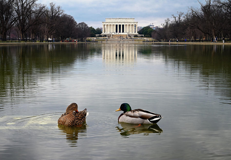 Reflecting Pool Visitors Photograph by Steven Nelson
