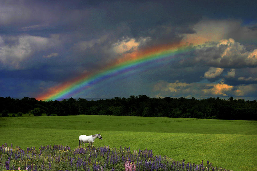 Reflecting Rainbows of Color Photograph by Wayne King