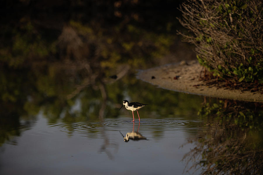 Bird Photograph - Reflecting Stilt by Alec Klobuchar
