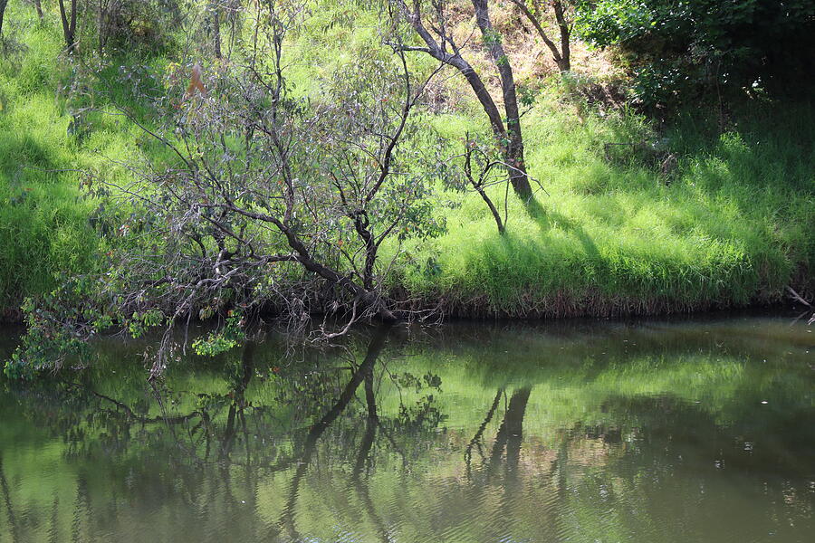 Tree Photograph - Reflecting the Murray River by Michaela Perryman