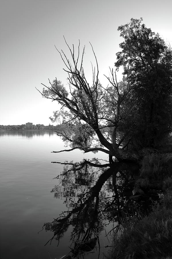 Reflecting Tree Photograph by Brian Bishop - Fine Art America