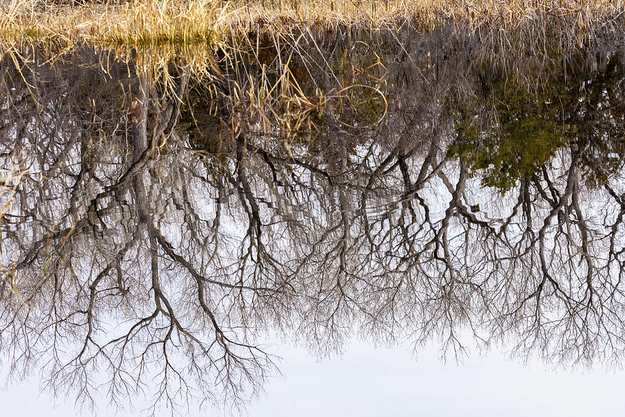 Reflecting Trees Photograph by Debra Martz