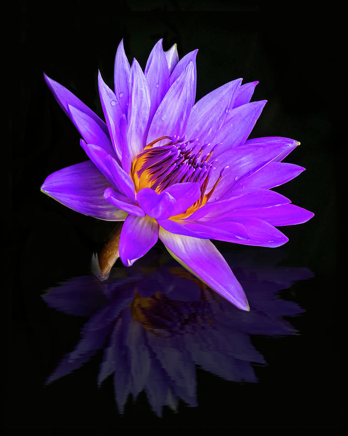 Reflecting Waterlily Photograph by Susan Candelario