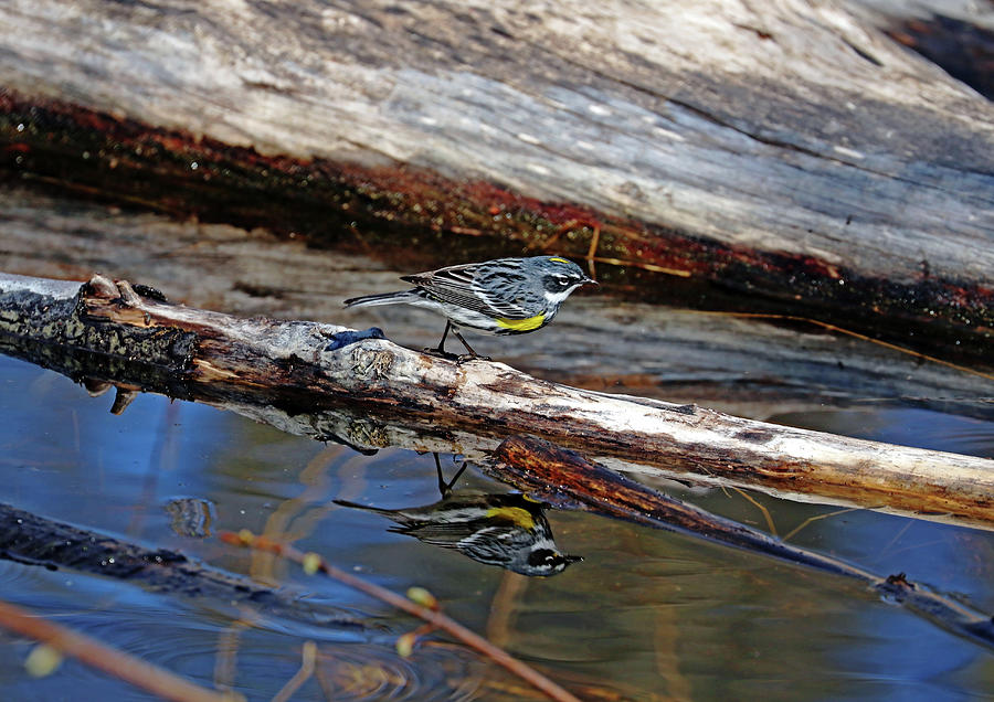 Reflecting Yellow Rumped Warbler Photograph by Debbie Oppermann