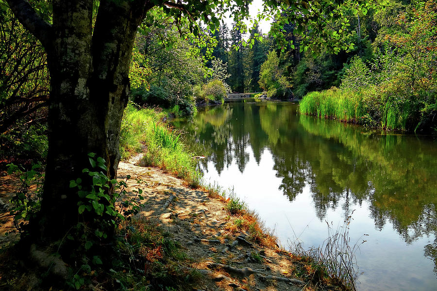 Creek Photograph - Reflection Along the Creek by Rick Lawler Creek Photograph - Reflection Along the Creek by Rick Lawler
